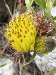 Leucospermum gracile