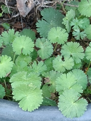 Geranium rotundifolium