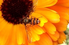 Episyrphus balteatus