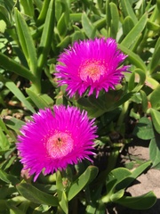 Carpobrotus