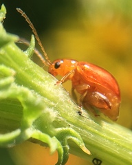Longitarsus jacobaeae