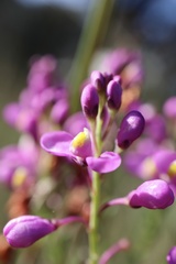 Comesperma ericinum