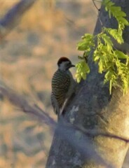 Chloropicus fuscescens