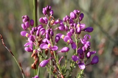 Comesperma ericinum