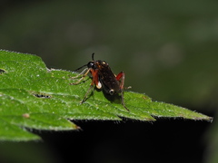 Macrophya