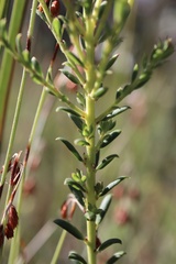 Comesperma ericinum
