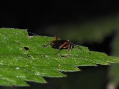 Macrophya