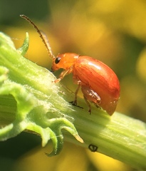 Longitarsus jacobaeae
