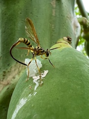 Toxotrypana curvicauda