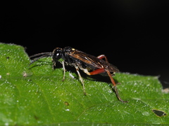 Macrophya