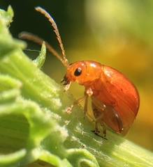 Longitarsus jacobaeae