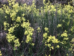 Glischrocaryon behrii