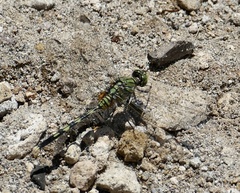 Orthetrum serapia