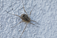 Odiellus spinosus