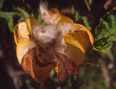 Cochlospermum gillivraei