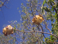 Cochlospermum gillivraei