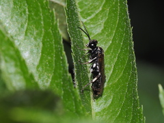 Macrophya albicincta