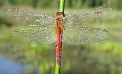 Sympetrum depressiusculum
