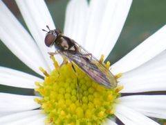 Platycheirus angustatus