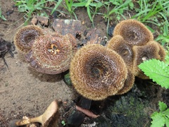 Lentinus stuppeus