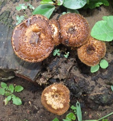 Lentinus stuppeus