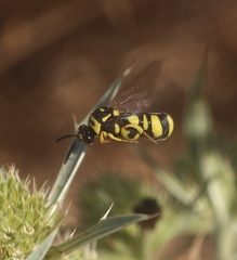 Leucospis gigas