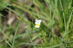 Viola arvensis