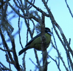 Cyanistes teneriffae