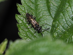 Macrophya albicincta