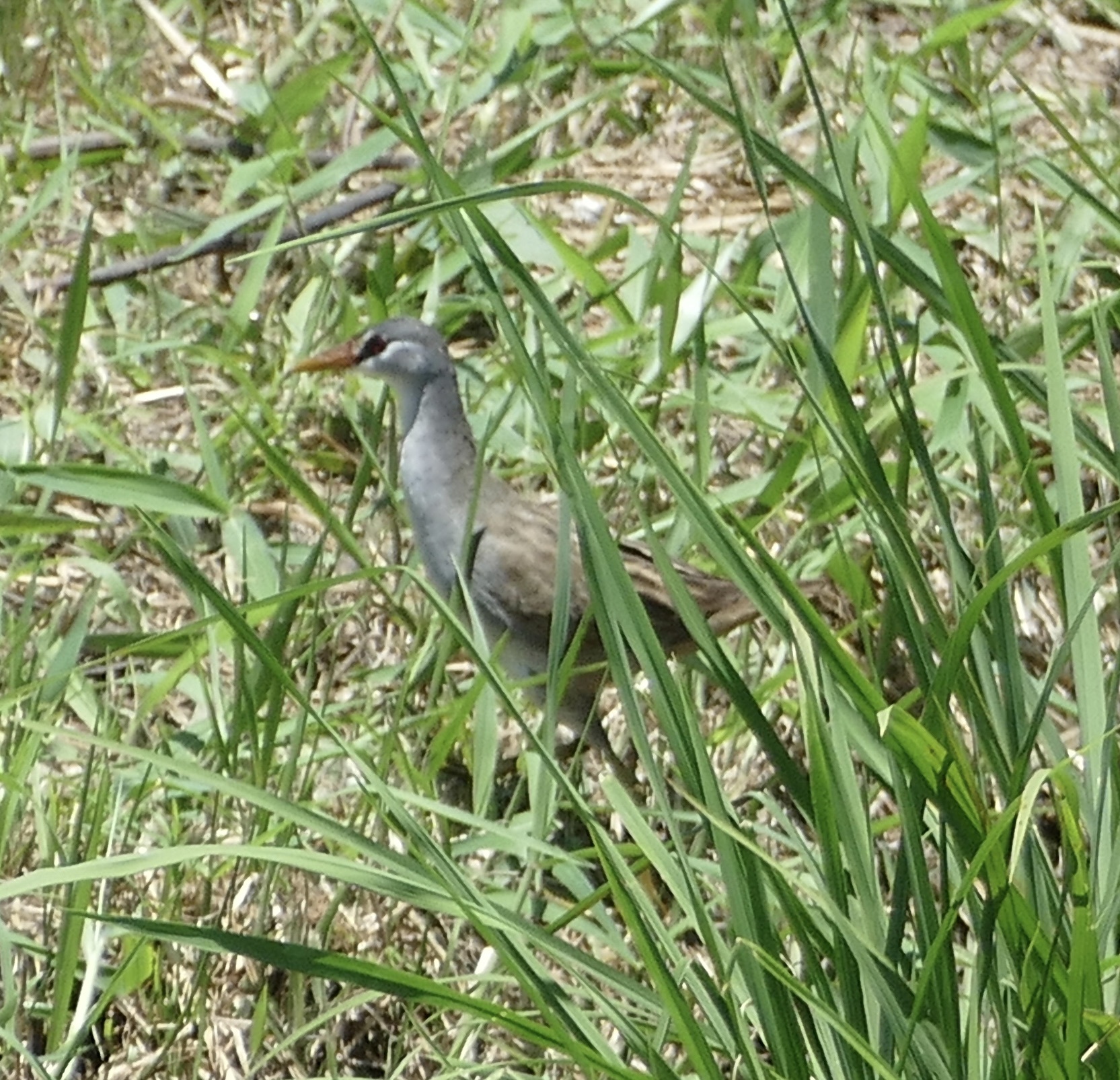 White-browed Crake