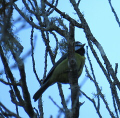 Cyanistes teneriffae