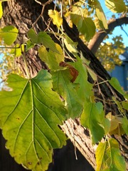 Morus nigra