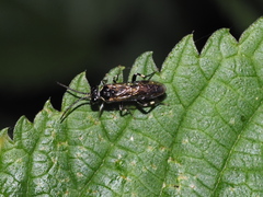 Macrophya albicincta