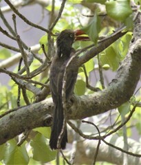 Lophoceros alboterminatus
