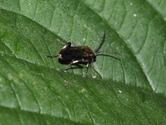 Macrophya albicincta