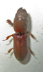 Chironinae