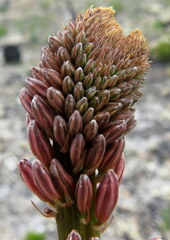 Trachyandra ciliata