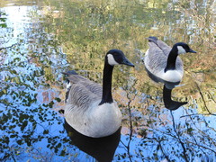 Branta canadensis