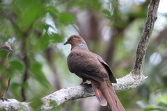 Macropygia phasianella