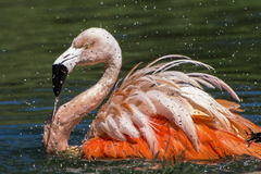 Phoenicopteridae