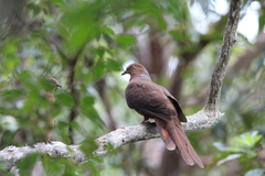 Macropygia phasianella
