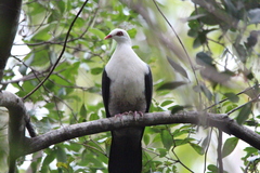 Columba leucomela