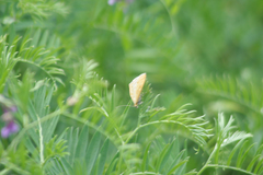 Sitochroa verticalis