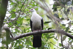 Columba leucomela