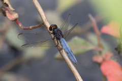 Crocothemis nigrifrons