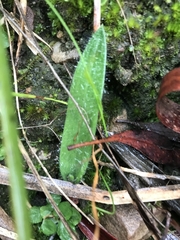 Glossodia major