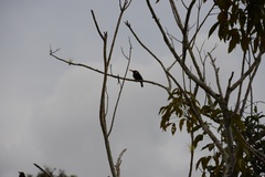 Galbalcyrhynchus leucotis