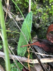Glossodia major