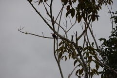 Galbalcyrhynchus leucotis