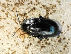 Phratora